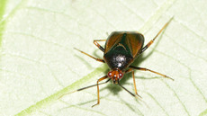 Rote Weichwanze_1.jpg